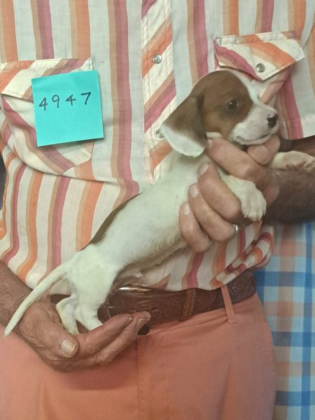 Cachorros Miniatura Dachshund Registrados en el AKC Disponibles 14 4947s