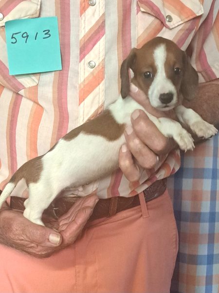 Cachorros Miniatura Dachshund Registrados en el AKC Disponibles 16 5913s