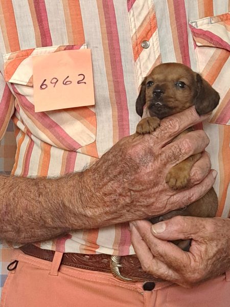Cachorros Miniatura Dachshund Registrados en el AKC Disponibles 17 6962f
