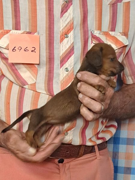 Cachorros Miniatura Dachshund Registrados en el AKC Disponibles 18 6962s
