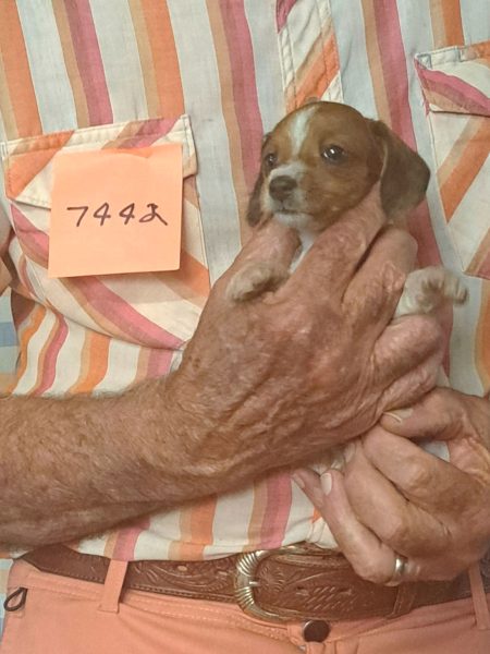 Cachorros Miniatura Dachshund Registrados en el AKC Disponibles 19 7442f