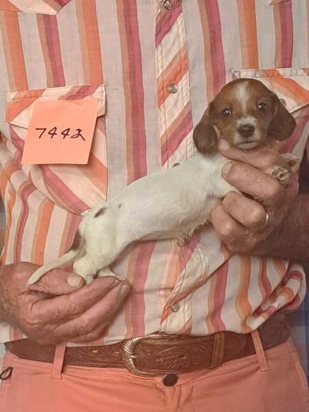 Cachorros Miniatura Dachshund Registrados en el AKC Disponibles 20 7442s