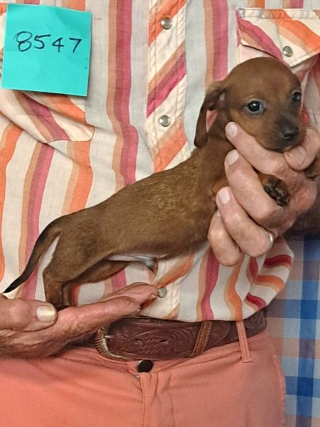Cachorros Miniatura Dachshund Registrados en el AKC Disponibles 22 8547s