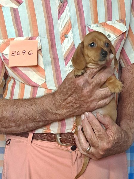 Cachorros Miniatura Dachshund Registrados en el AKC Disponibles 23 8696f