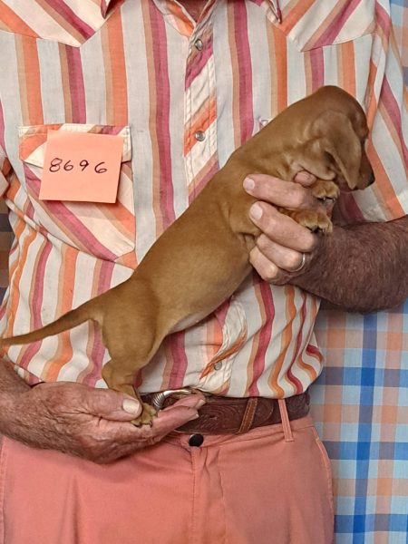 Cachorros Miniatura Dachshund Registrados en el AKC Disponibles 24 8696s