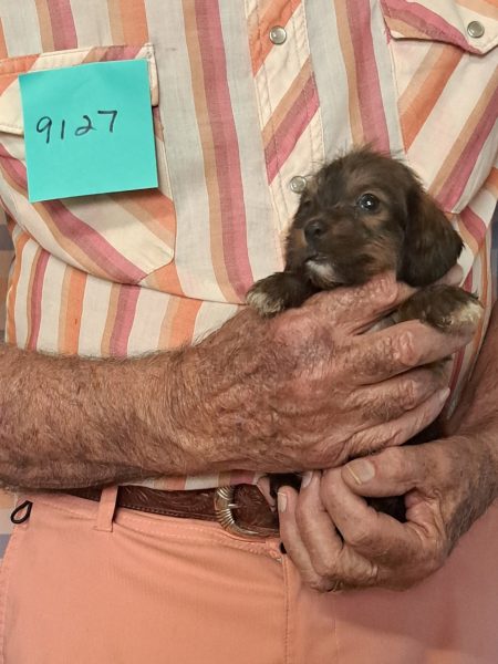 Cachorros Miniatura Dachshund Registrados en el AKC Disponibles 25 9127f