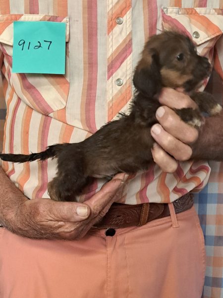 Cachorros Miniatura Dachshund Registrados en el AKC Disponibles 26 9127s