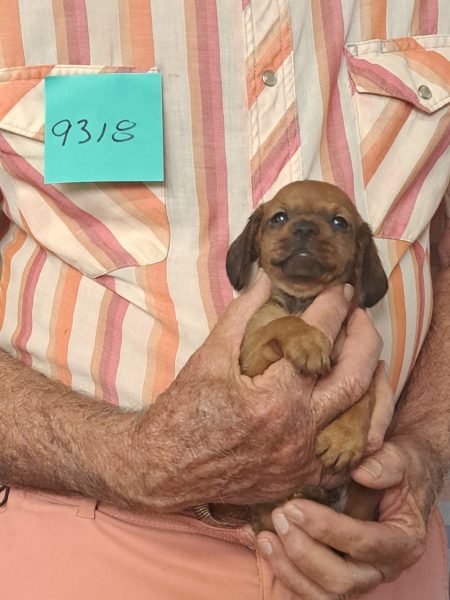 Cachorros Miniatura Dachshund Registrados en el AKC Disponibles 27 9318f