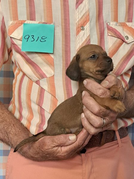 Cachorros Miniatura Dachshund Registrados en el AKC Disponibles 28 9318s