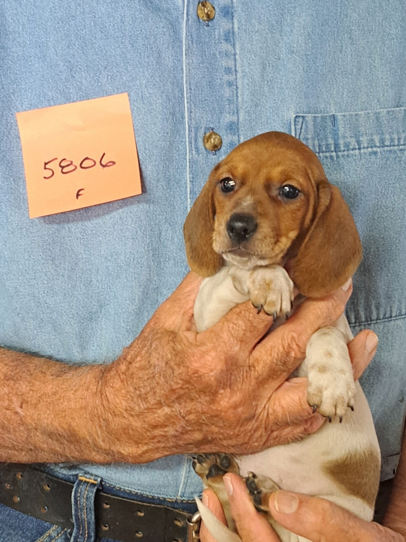 5806f