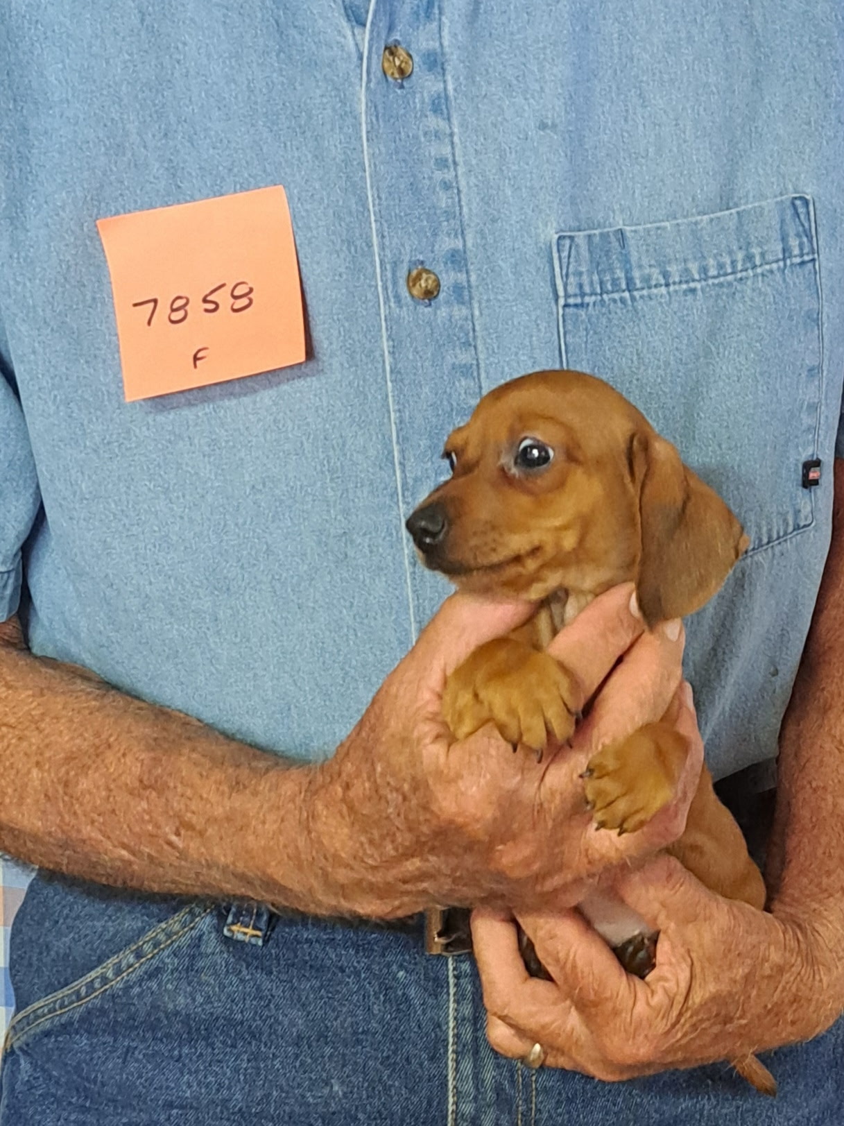 7858f