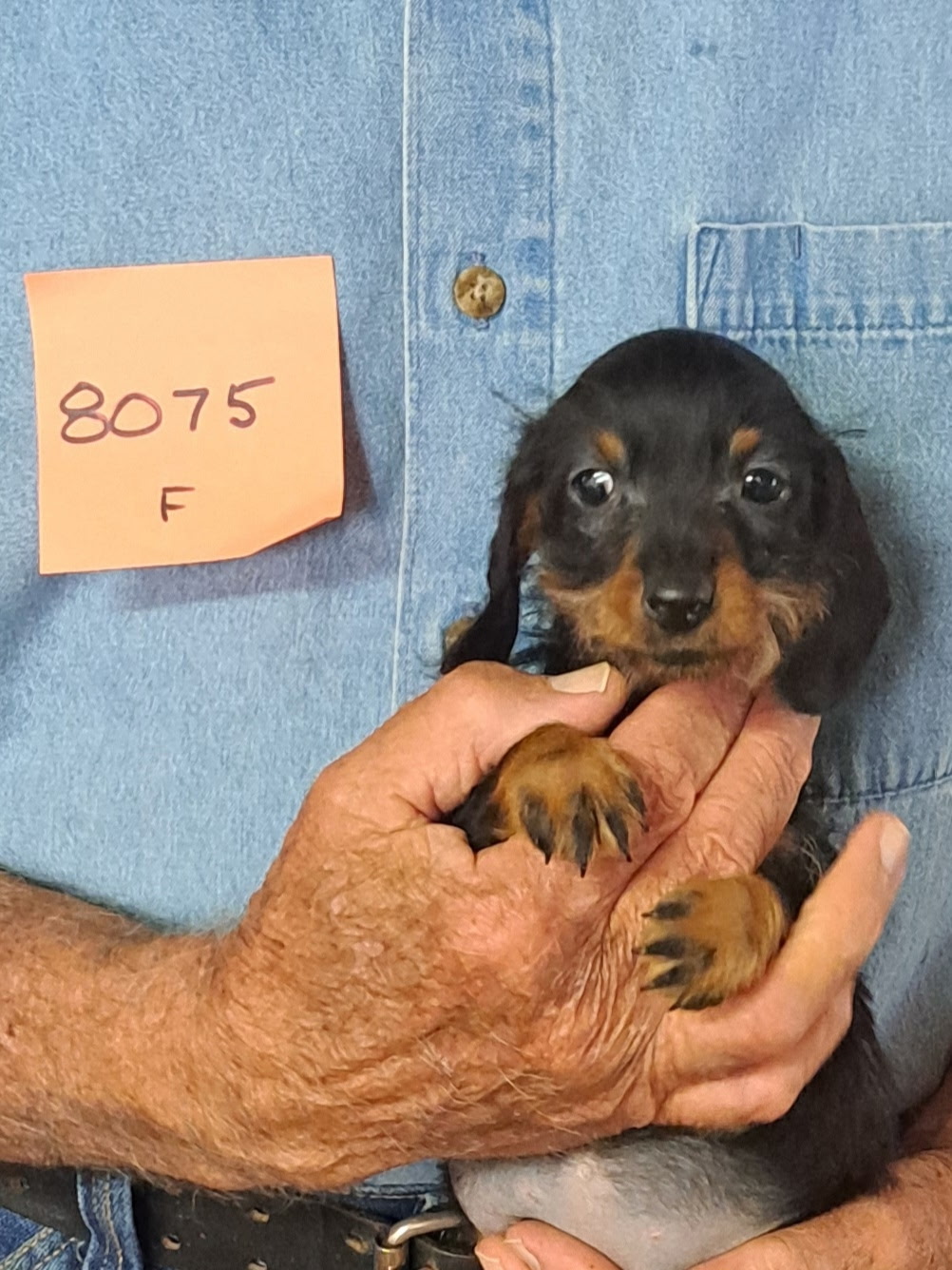 8075f