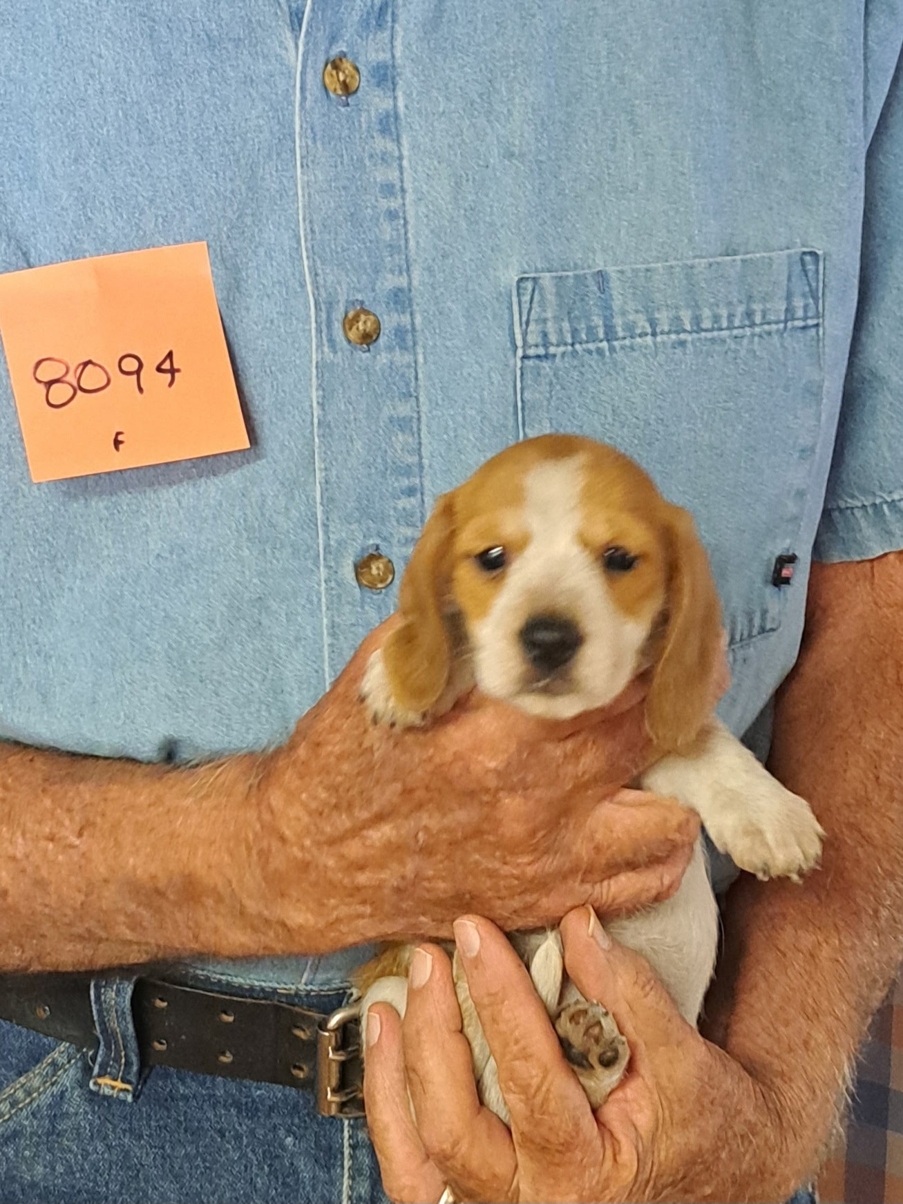 Available AKC Miniature Dachshund Puppies 9 8094f