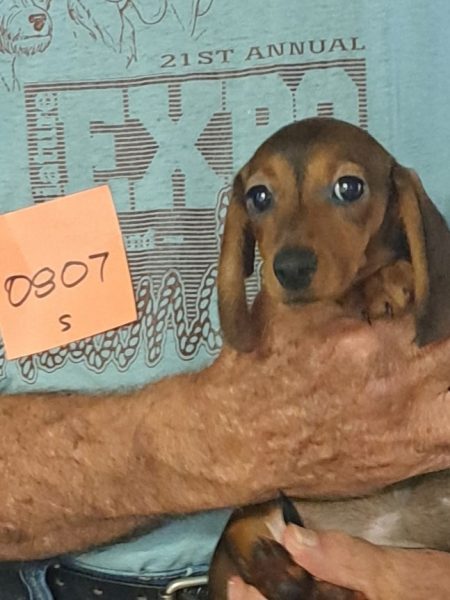Available AKC Miniature Dachshund Puppies 3 0807f