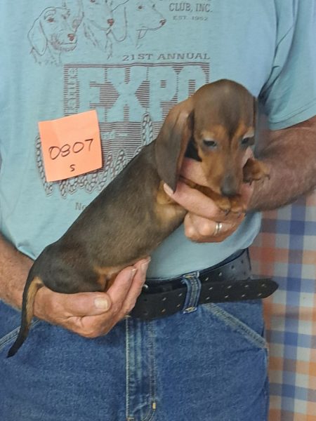 Available AKC Miniature Dachshund Puppies 4 0807s
