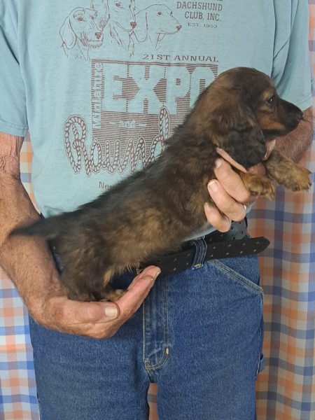 Available AKC Miniature Dachshund Puppies 2 1000s