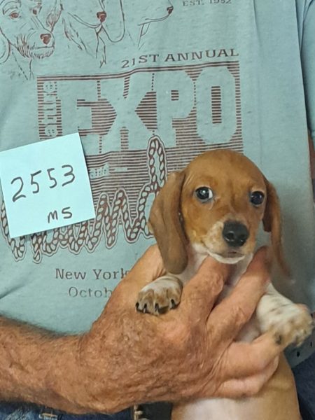 Available AKC Miniature Dachshund Puppies 5 2553f