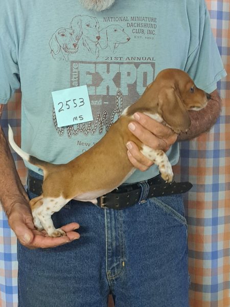 Available AKC Miniature Dachshund Puppies 6 2553s