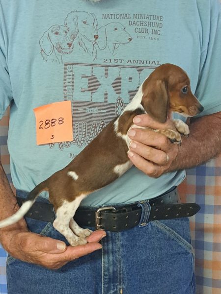 Available AKC Miniature Dachshund Puppies 14 2888s