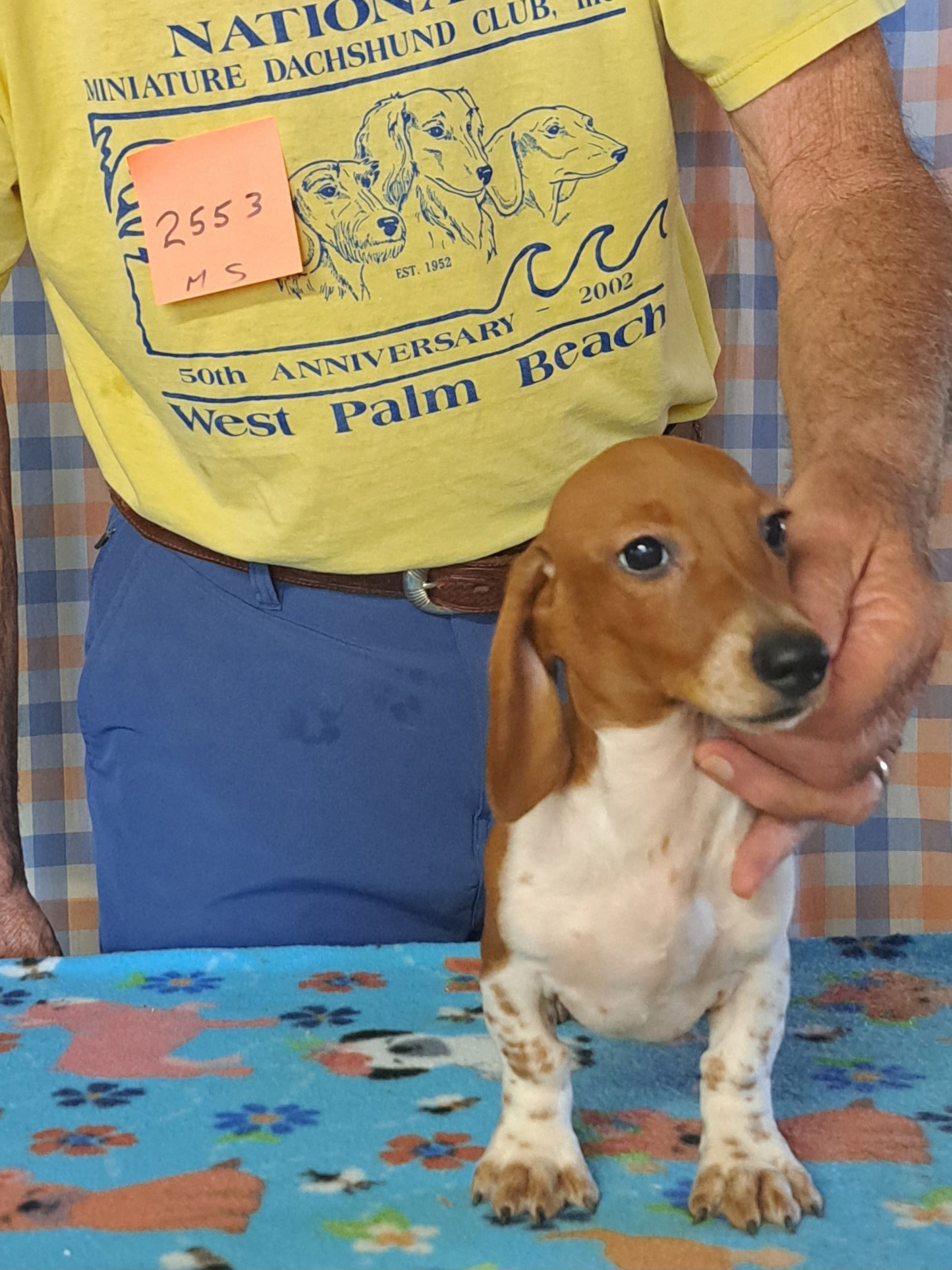 Miniature Smooth Dachshund Puppies for Sale in California | Nuforest 13 1.0sb