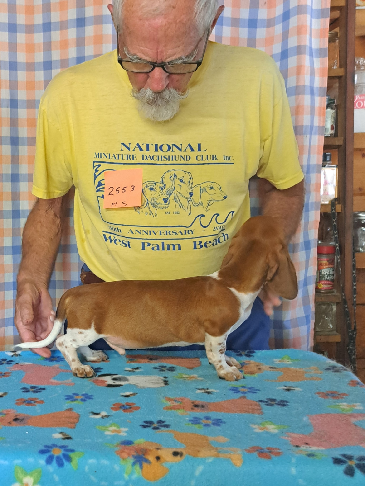 Miniature Smooth Dachshund Puppies for Sale in California | Nuforest 14 1.1sb