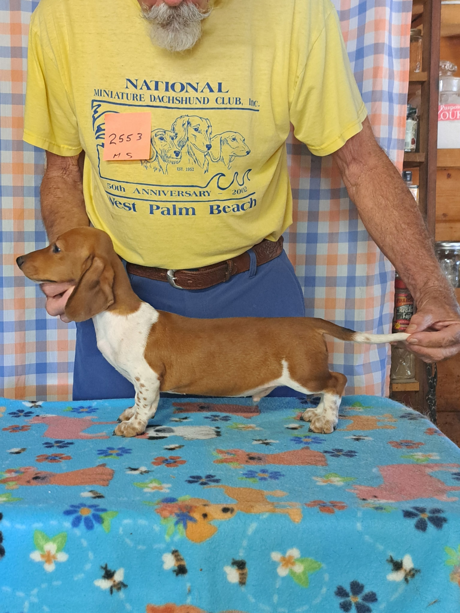 Miniature Smooth Dachshund Puppies for Sale in California | Nuforest 15 1.2sb