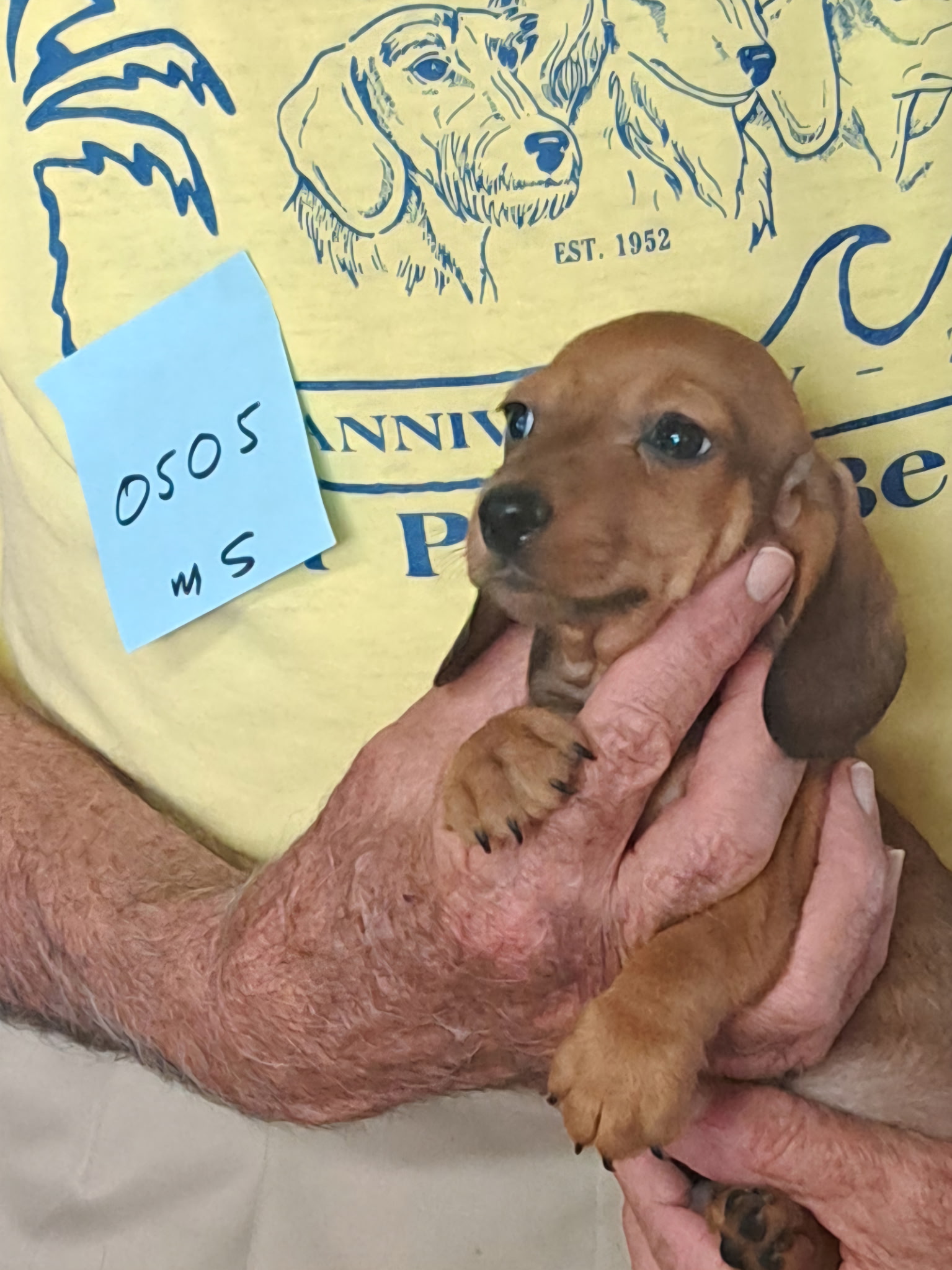 Miniature Smooth Dachshund Puppies for Sale in California | Nuforest 16 2.0sb