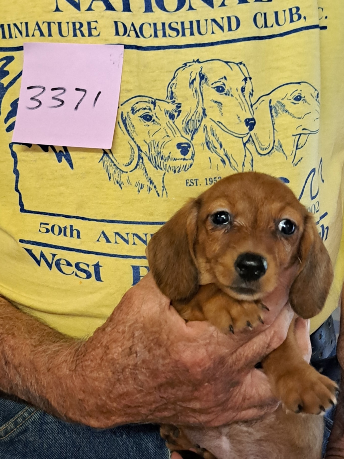 Miniature Smooth Dachshund Puppies for Sale in California | Nuforest 3 2.0sf