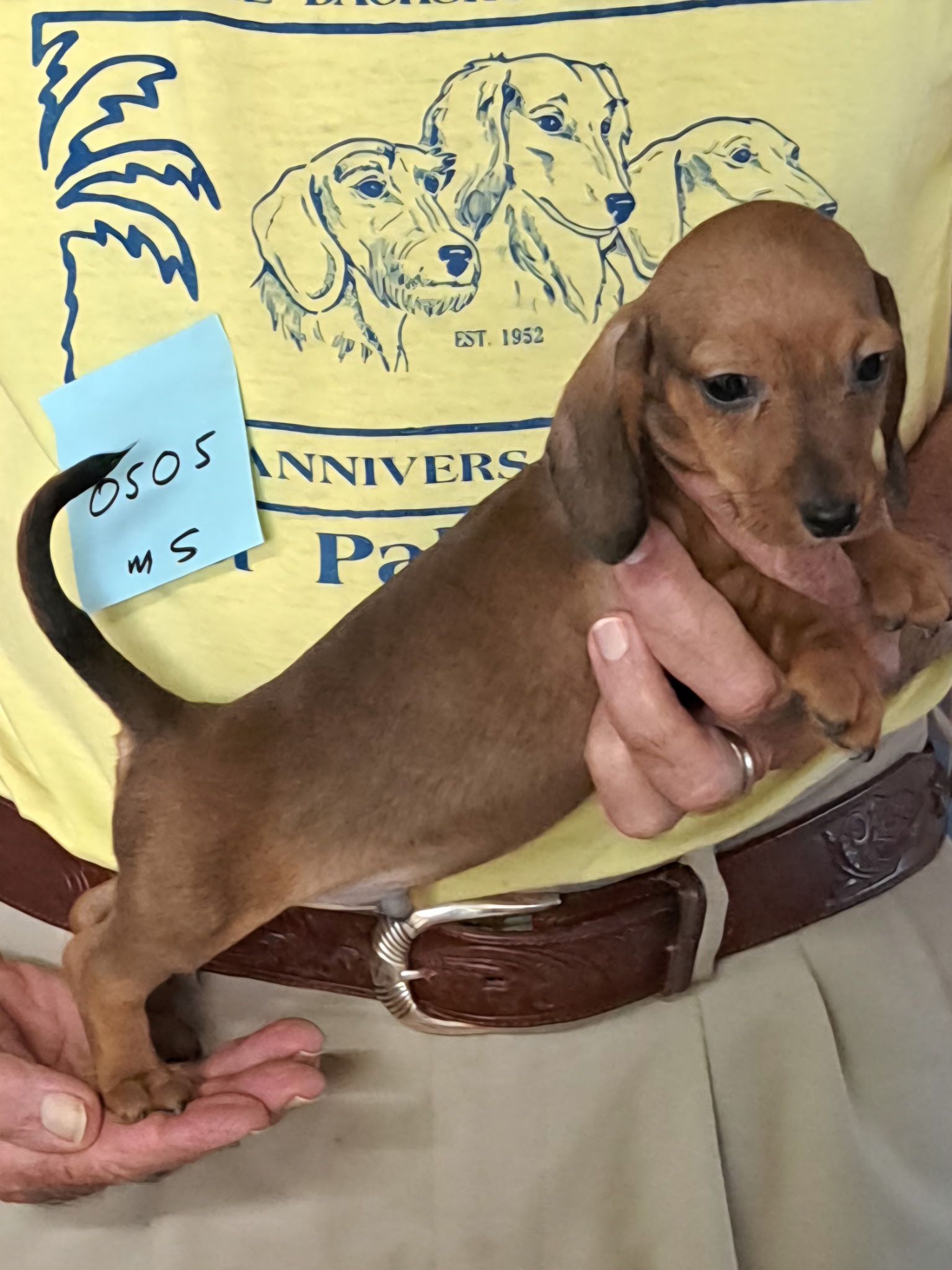 Miniature Smooth Dachshund Puppies for Sale in California | Nuforest 17 2.1b