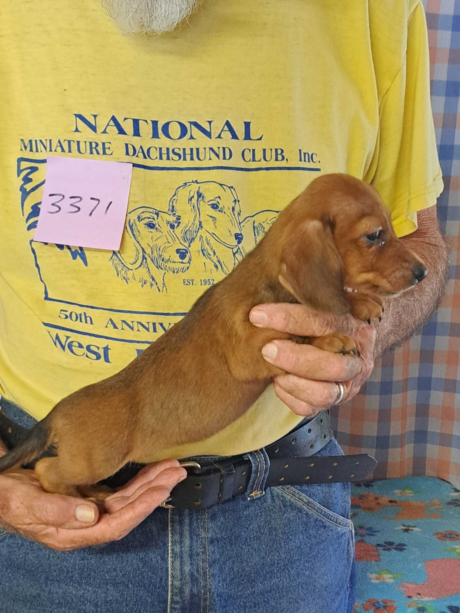 Miniature Smooth Dachshund Puppies for Sale in California | Nuforest 4 2.1sf