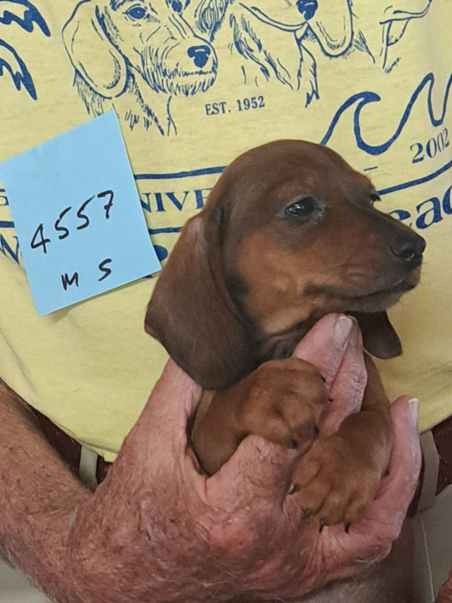 Miniature Smooth Dachshund Puppies for Sale in California | Nuforest 18 3.0b