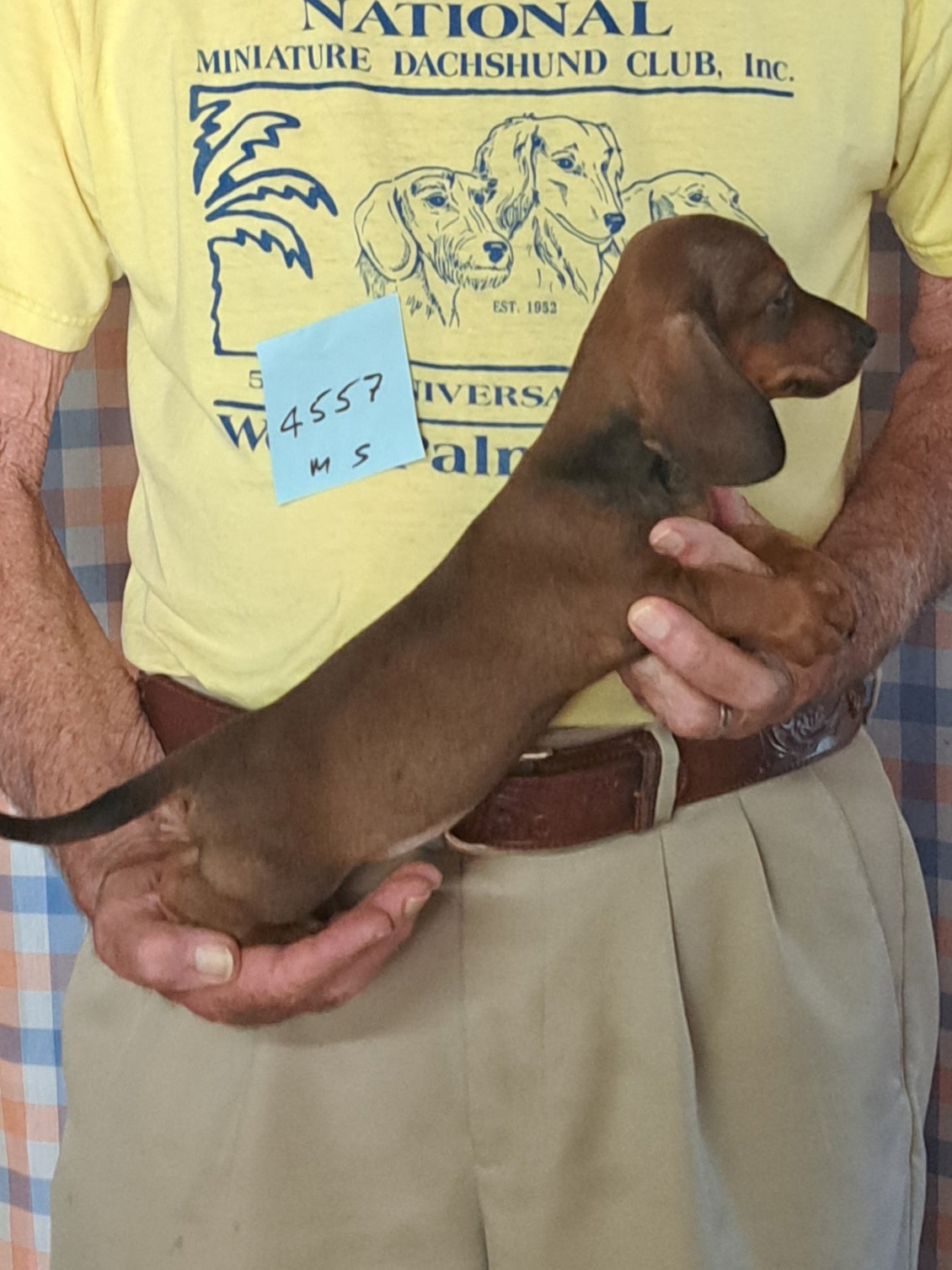 Miniature Smooth Dachshund Puppies for Sale in California | Nuforest 19 3.1sb
