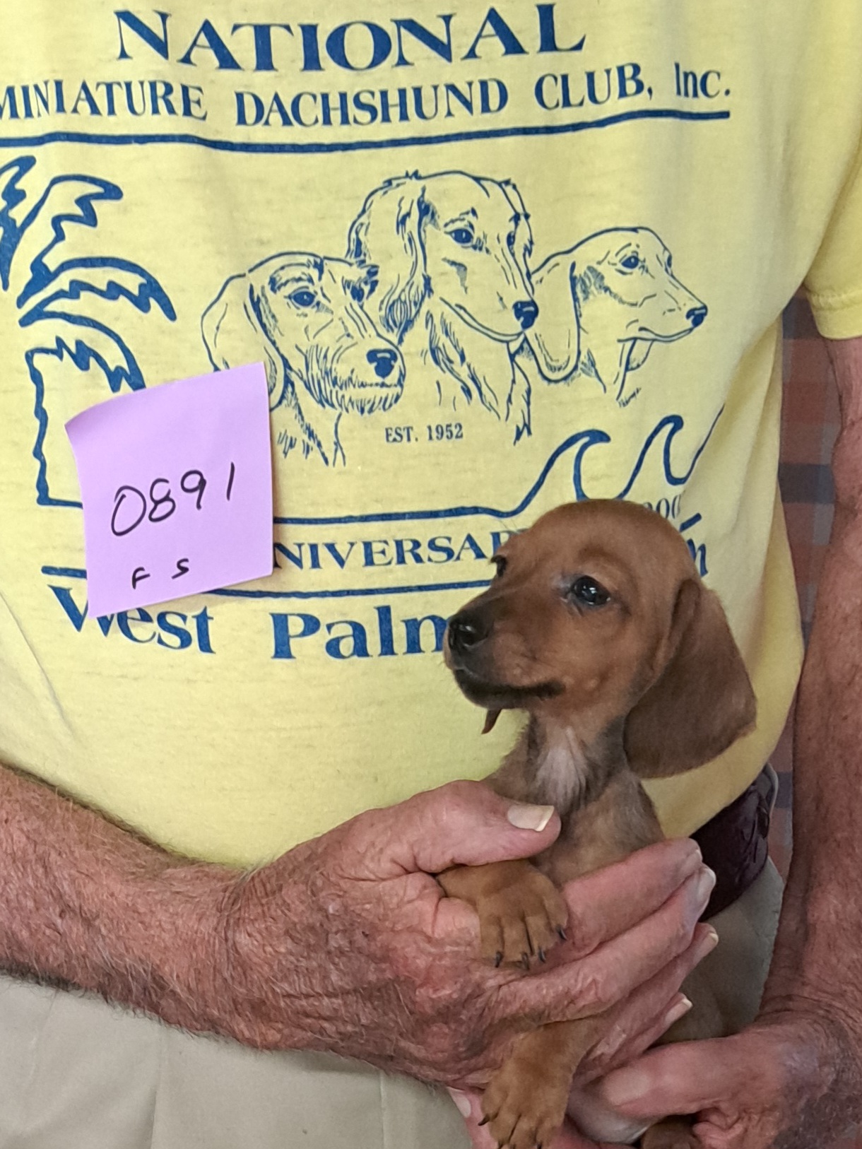 Miniature Smooth Dachshund Puppies for Sale in California | Nuforest 9 5.0sf