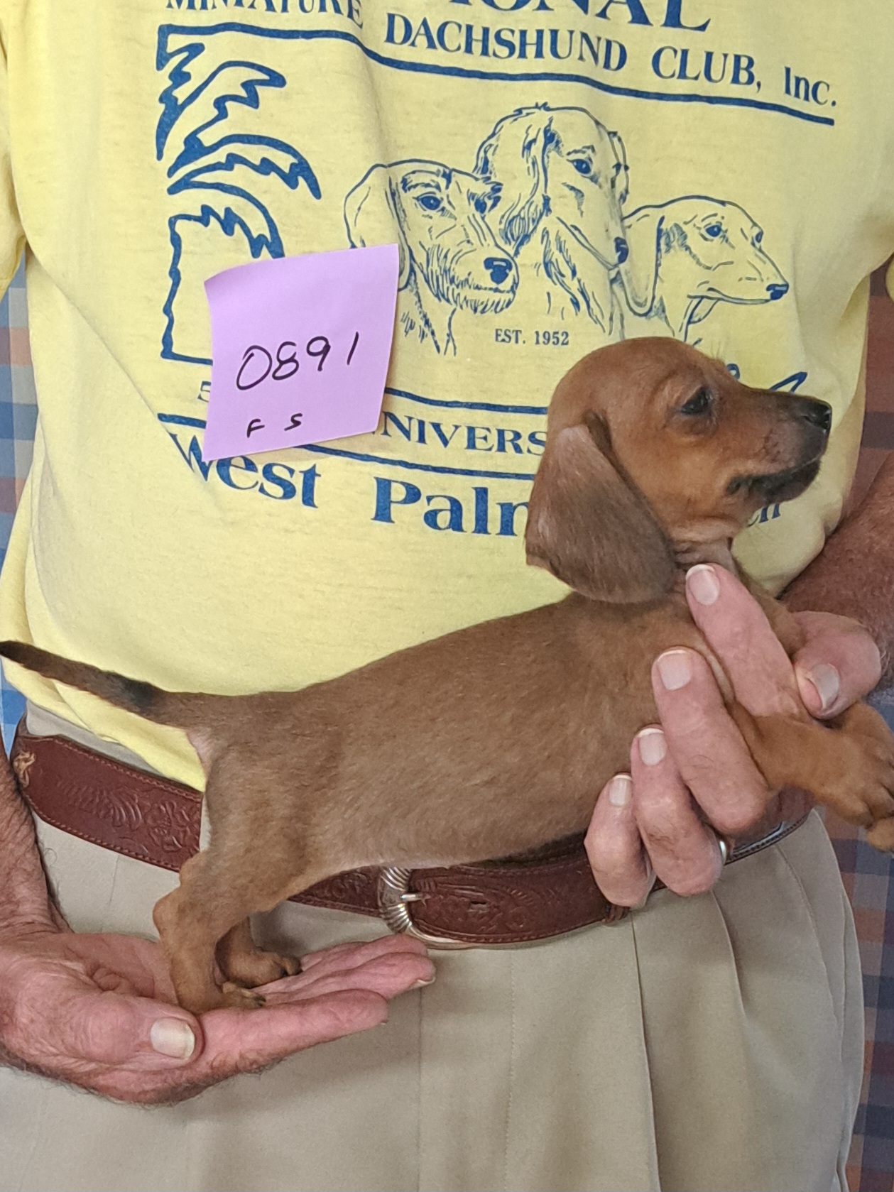 Miniature Smooth Dachshund Puppies for Sale in California | Nuforest 10 5.1sf