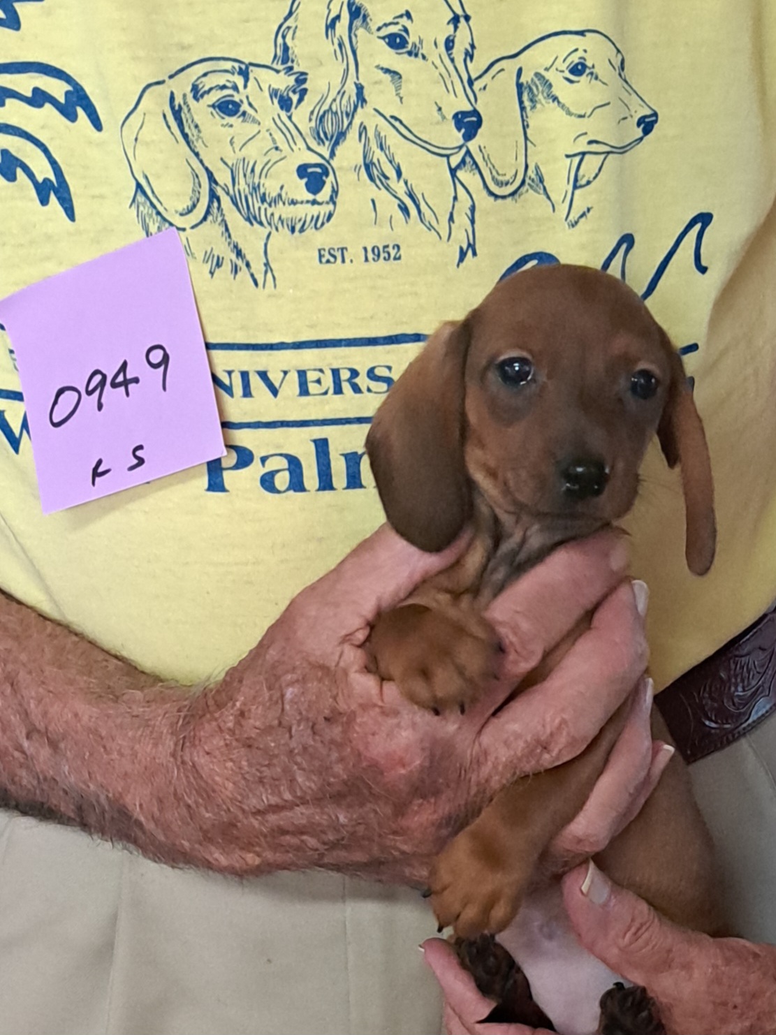 Miniature Smooth Dachshund Puppies for Sale in California | Nuforest 11 6.0sf