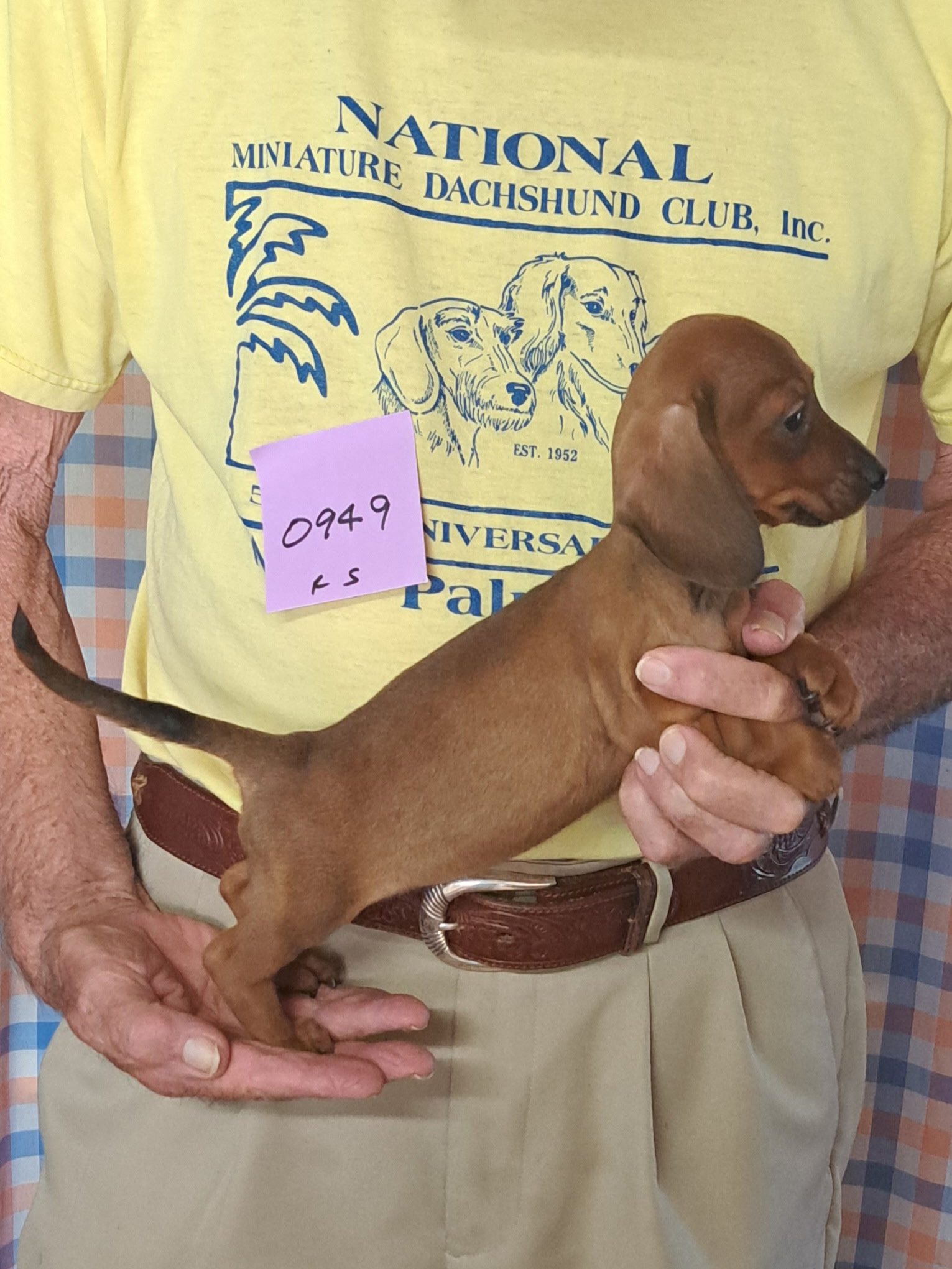 Miniature Smooth Dachshund Puppies for Sale in California | Nuforest 12 6.1sf