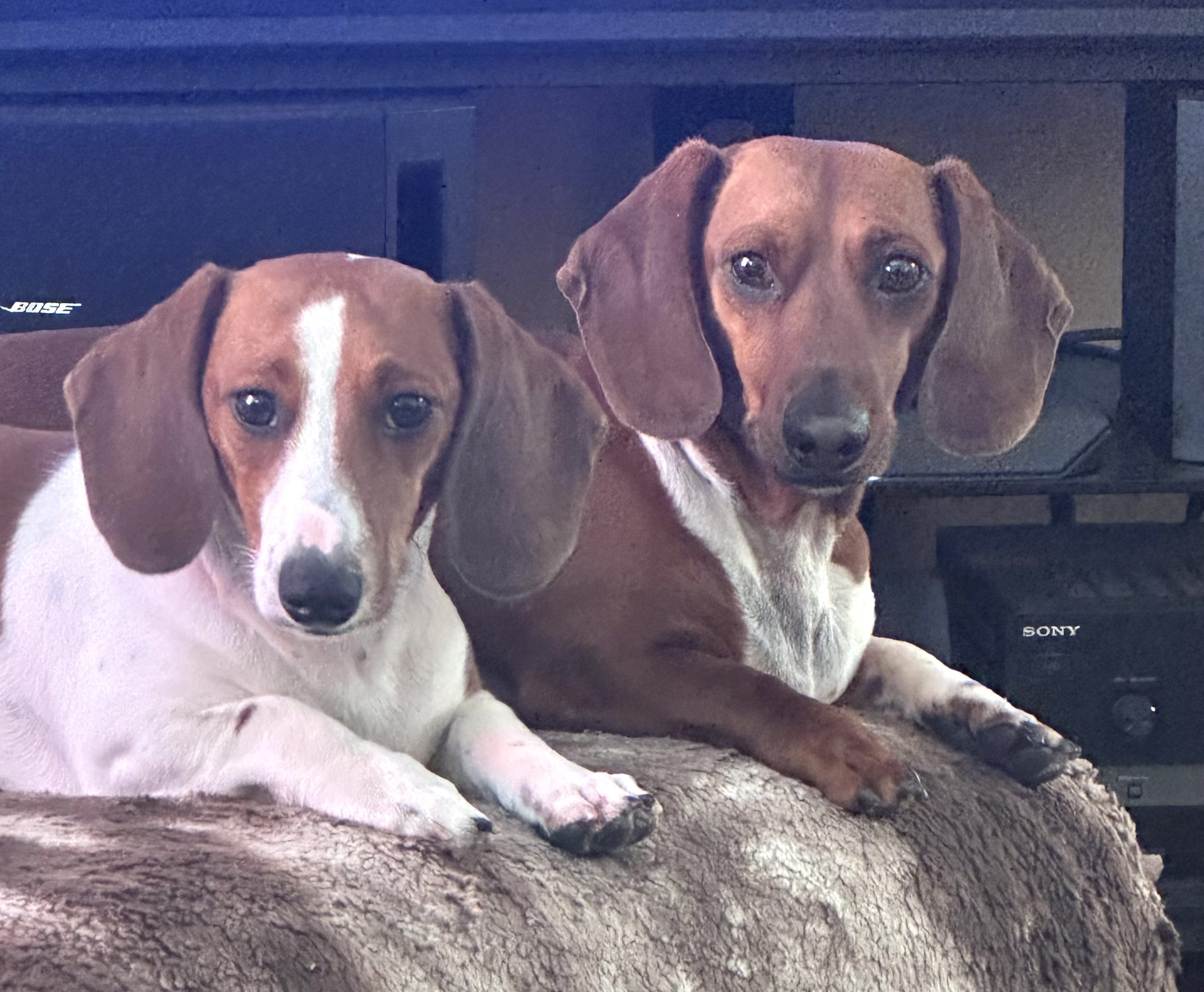 Frankie(Mort) and Louie